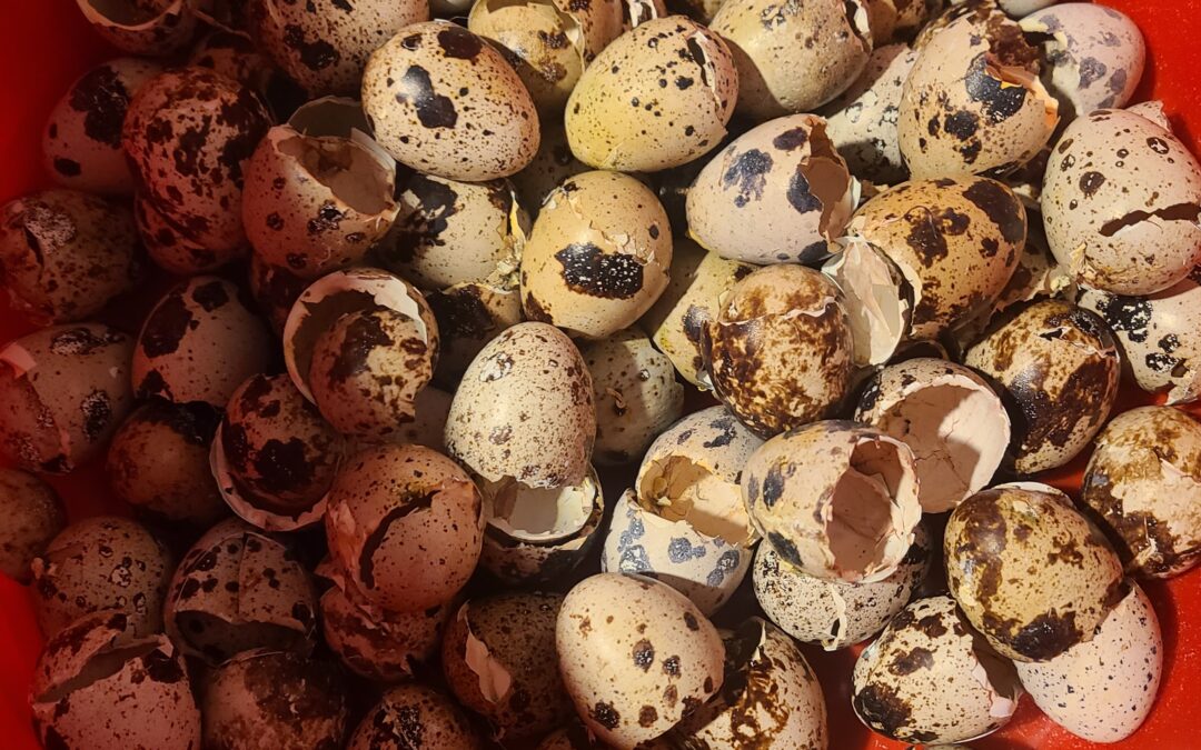 Why You Should Save Eggshells (+ 5 Easy Ways to Use Them)